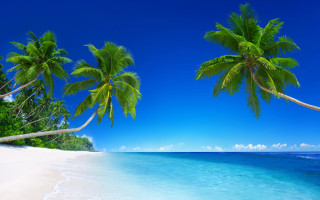 Beach palm trees blue water 2 - a blue sky in the foreground free wallpaper for desktop