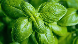 Green leafy plant water droplets 5 - a green leafy plant free wallpaper for desktop