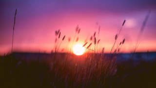 Sunset field grass pink sky - tall grass free wallpaper for desktop