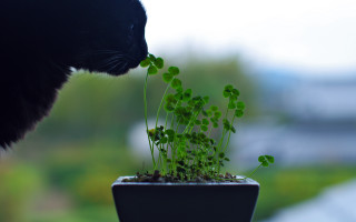 Cat sniffing plant macro ecological - aloysius okelly free wallpaper