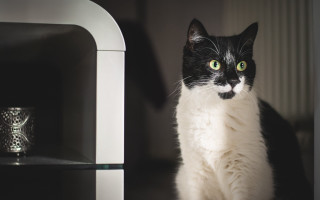 Black cat vanitas vase photocopy - a glass vase free wallpaper