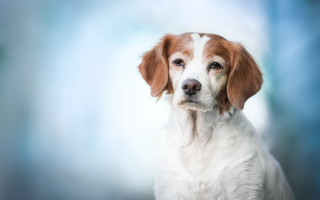 Shibainu sad look blue background - sad free wallpaper