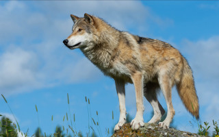 Wolf rock grass clouds sky - caspar wolf free wallpaper for desktop