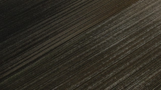 Plowed field tiltshift tree monochrome - andreas gursky free wallpaper