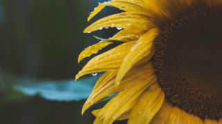 Sunflower waterdroplets greenbackground blueSky macro - a sunflower free wallpaper