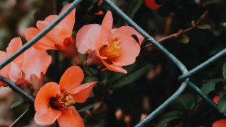 Fence flowers leaves orange blurry - elinor proby adams free wallpaper