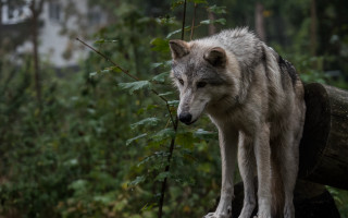 Wolf log forest building tilt - in a forest free wallpaper