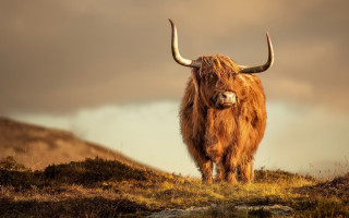 Large brown animal hill grass - top of a grass free wallpaper