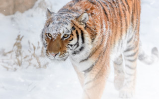 Tiger snow winter zoo enclosure - in a zoo enclosure free wallpaper