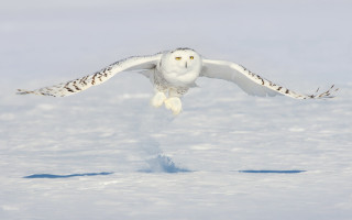 Snowy owl flying wings spread - wildlife photography free wallpaper for desktop