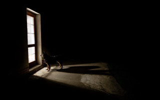 Dog shadow window night illustration - dark night free wallpaper