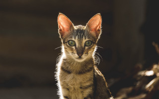 Small kitten green eyes animal - green eye free wallpaper