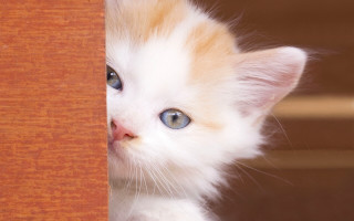 White kitten peeking wooden door - a small white kitten free wallpaper