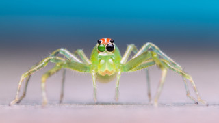 Green spider red white stripe - adam szentpétery free wallpaper for desktop