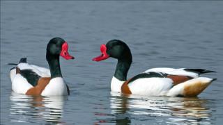 Ducks water ecological art puzzle - the water together free wallpaper