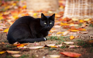Black cat fall leaves burns - the camera free wallpaper for desktop