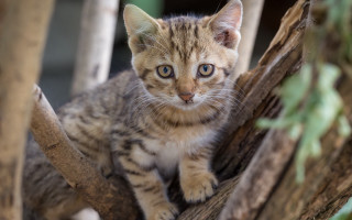 Kitten tree branch enclosure photorealistic - a small kitten free wallpaper