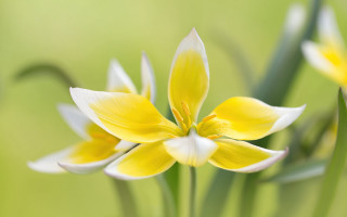 Yellow flower bokeh macro green - simple free wallpaper
