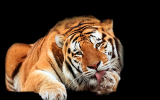 Tiger laying down tongue out - a tiger free wallpaper for desktop