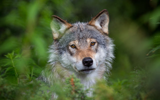 Wolf bushes trees woods brown - caspar wolf free wallpaper for desktop