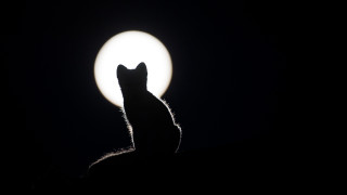 Cat moonlight night fullmoon greyscale - david begbie free wallpaper