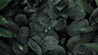 Leaves bamboo foliage fence plant - andreas gursky free wallpaper for desktop