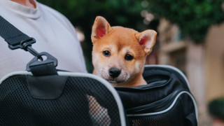 Small dog carrier cute bokeh - the dog free wallpaper