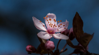 Flower bug butterfly leaves macro - a few leaf free wallpaper for desktop
