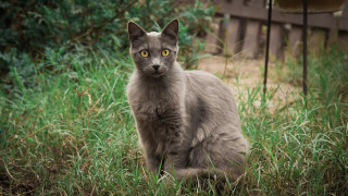 Sad cat in grass nature 3 - a photocopy free wallpaper