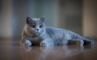 Gray cat sad eye table - a gray cat free wallpaper