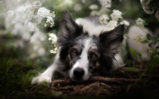 Dog grass whiteflowers sadlook photorealistic - a sad look free wallpaper