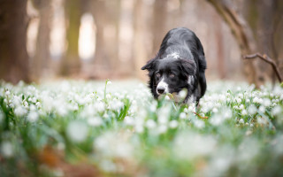 Dog flower field woods snowdrops - dof free wallpaper
