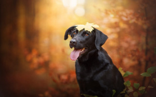 Black dog yellow leaf autumn - a yellow leaf free wallpaper