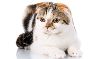 Cat blue eyes white background - a white surface free wallpaper for desktop