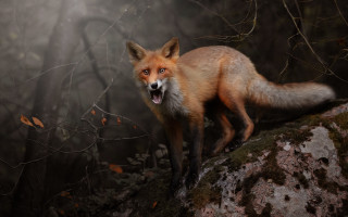 Red fox fog light photorealistic - the fog free wallpaper for desktop