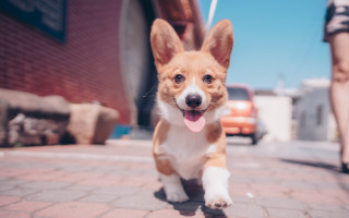 Small dog running brick sidewalk - a car in the background free wallpaper