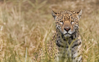 Leopard sad eyes tall grass - the tall grass free wallpaper for desktop