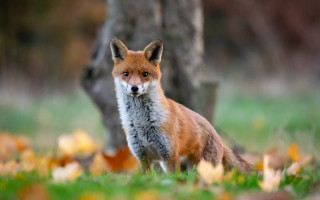 Fox grass tree bokeh photorealistic - the grass next free wallpaper