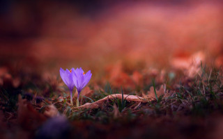Purple flower grass autumn blurry - a blurry background free wallpaper for desktop