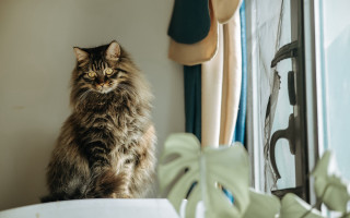 Cat sitting window sill serious - renaissance free wallpaper