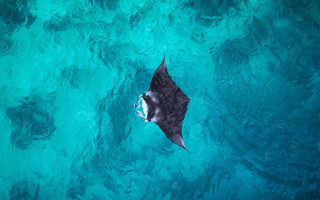 Black white shark underwater boat - fish free wallpaper for desktop