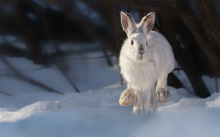 White rabbit snow woods blurry - a white rabbit free wallpaper