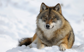 Wolf snowy sad eyes nature - a wolf free wallpaper