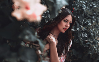 Aramenta dianthe vail woman flower - a bush free wallpaper