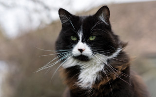 Black cat green eyes portrait - a portrait free wallpaper for desktop