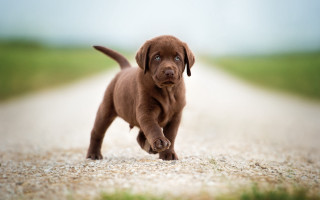 Puppy running gravel road outdoors - a gravel road free wallpaper