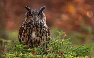 Owl tree branch blurry background - a blurry background of trees and bushes free wallpaper for desktop