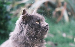 Cat looking up blurry background 3 - a blurry background of grass and trees free wallpaper