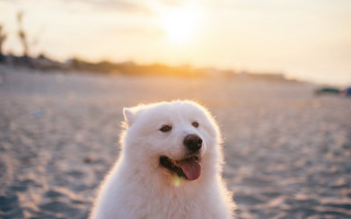 White dog beach sunset tongue - the sun shining behind free wallpaper