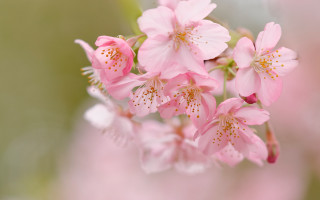 Pink flower closeup macro bloom - cheng shifa free wallpaper